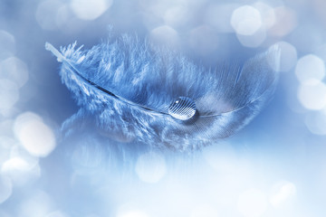 feathers with drop - purity