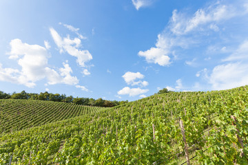 Fototapeta na wymiar Dresden - Germany - Cultivation of vine