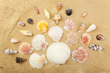 Seashells on sand, close-up