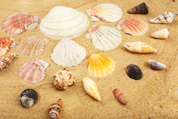 Seashells on sand, close-up