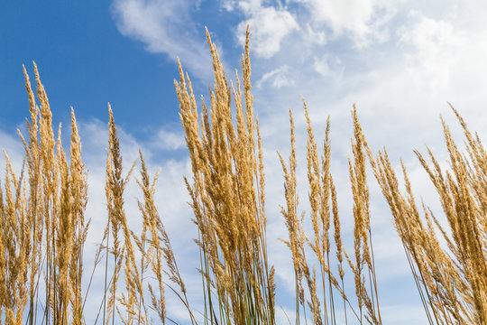 wheat before blue sky