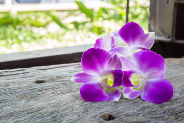 beautiful Dendrobium orchid on table