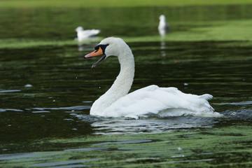 Mute Swan, Cygnus olor