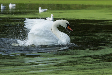 Mute Swan, Cygnus olor