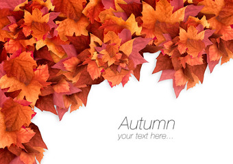 Autumn background with colorful leaves isolated on white background with copy space. Fall color Explosion