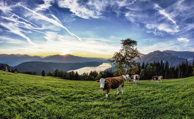 Lake Millstatt Herd Of Cows Sunset