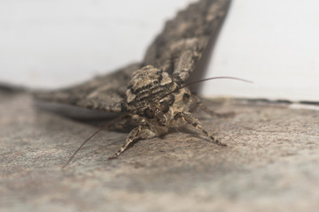 Moth