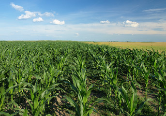 Fototapeta na wymiar Green Corn field