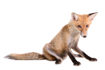 Fototapeta premium red fox isolated