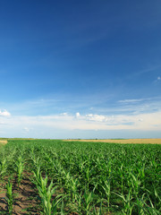 Fototapeta na wymiar Green Corn field