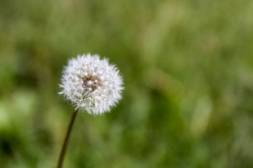 dandelion