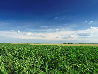 Green Corn field