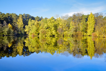 Trees on the shore of lake in autumn