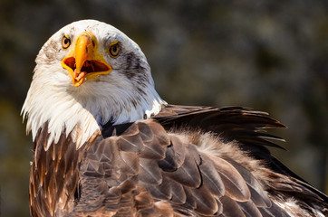 Weißkopfseeadler nach Beutefang