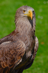 Steinadler blickt herüber