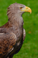 Steinadler in Deutschland