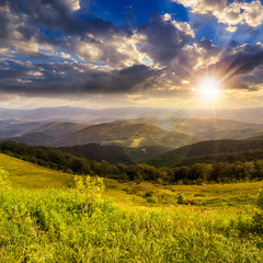 Naklejka premium pine trees near valley in mountains on hillside on sunset