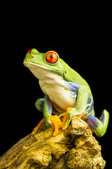 Red-eyed Green Tree Frog (Agalychnis callidryas)