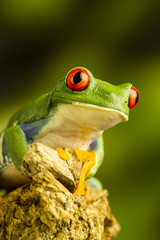 Fototapeta premium Red-eyed Green Tree Frog (Agalychnis callidryas)