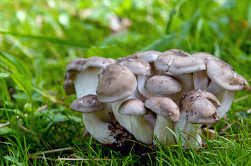 autumn mushrooms
