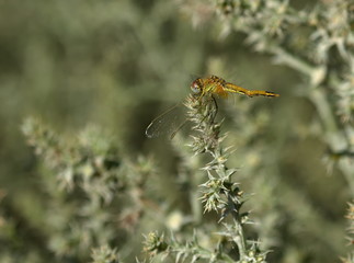 Immature ruddy darter, sympetrum sanguineum, in Camargue, France