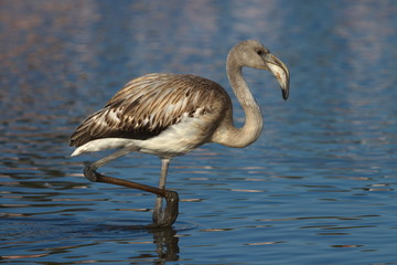 Young greater flamingo, phoenicopterus roseus, Camargue, France
