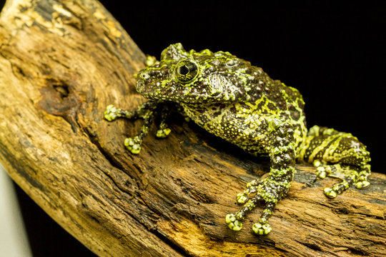 Mossy Frog (Theloderma corticale)
