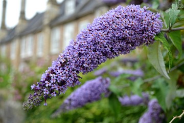 Detail from purple butterfly bush flowers