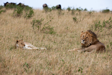 lion