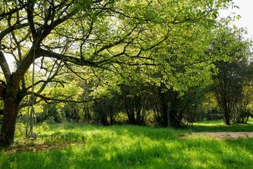 Fototapeta na wymiar Maple tree in green meadow
