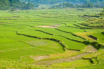 Guiling landscape with rice fields - 70815348
