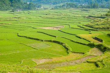 Foto op Canvas Guiling landscape with rice fields © Jakub.it