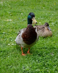 A male duck standing on a field