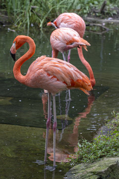 Row of Flamingos