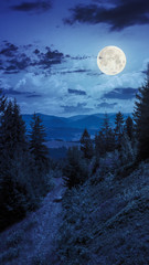 Fototapeta premium night walks in mountain forest under moon light