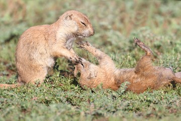 Black-tailed Prairie Dogs (Cynomys ludovicianus)