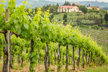 Fototapeta na wymiar Field of vines on a background of a hacienda in Tuscany