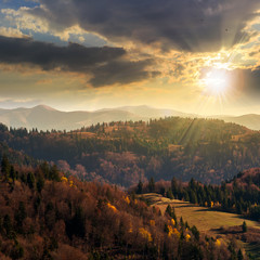 coniferous forest on a  mountain slope at sunset