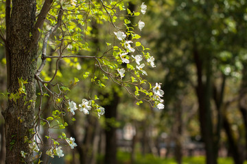 White flowering dogwood tree in bloom in blue sky