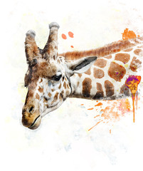 Fototapeta premium Watercolor Image Of Giraffe
