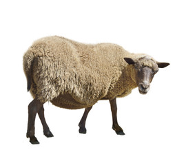 Fototapeta premium Sheep On White Background