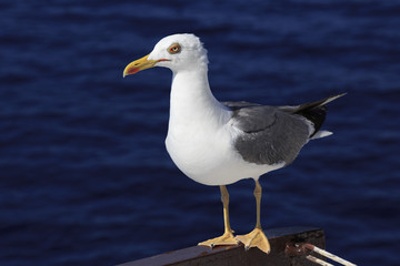 Yellow-legged gull (Larus michahellis) on a background of sea wa
