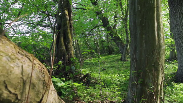 HD DOLLY: Tree trunks in a green forest