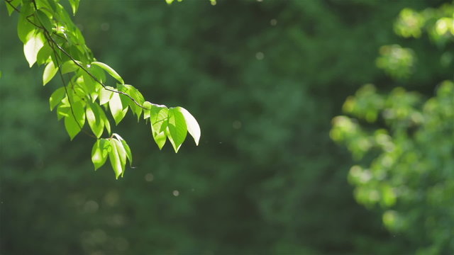 Green leaves under the light of sun