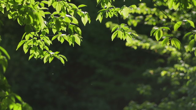 Green leaves under the light of sun