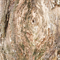 Tree bark