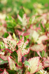 Red leaf pattern in nature
