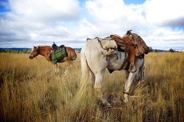 Pack Horses
