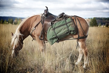 Haflinger packed