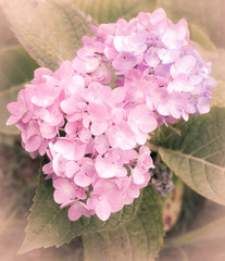 soft pink hydrangea